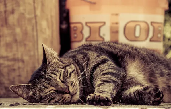 Картинка кошка, кот, лапы, спит, лежит, полосатый
