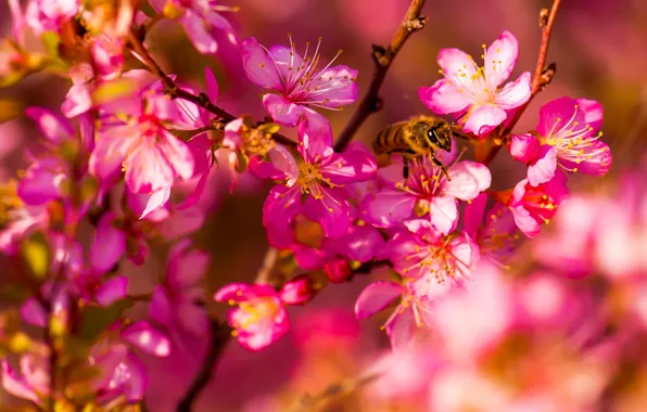 Картинка макро, цветы, пчела, весна, сад, насекомое