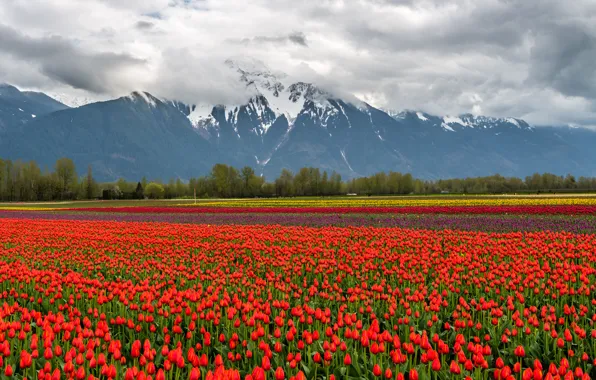 Картинка поле, облака, снег, пейзаж, цветы, горы, природа, тюльпаны