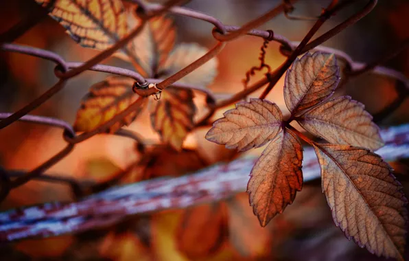 Картинка осень, листья, природа, сетка