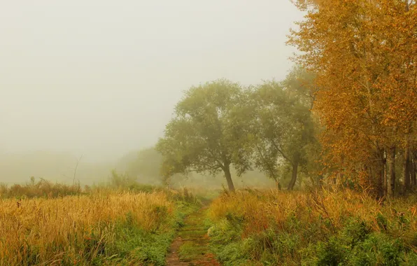 Картинка осень, лес, трава, деревья, природа, туман, фото, тропинка