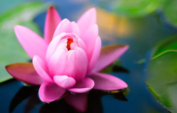 Картинка цветок, листья, пруд, розовая, лотос, кувшинка, зеленые, водяная лилия