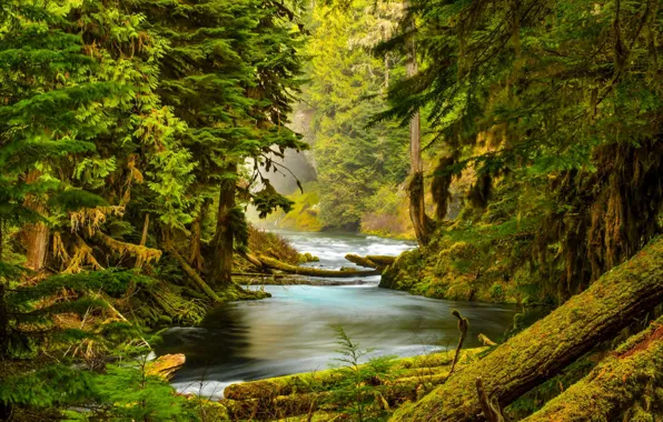 Картинка лес, деревья, природа, река, камни, мох, Oregon, McKenzie River