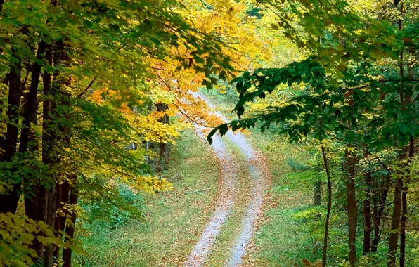Картинка дорога, осень, деревья, Листья