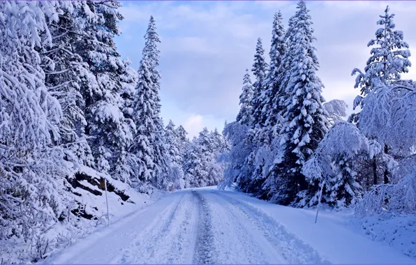Картинка зима, дорога, лес, снег, деревья, синева, ели