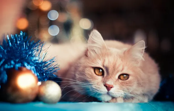 Картинка кот, праздник, шары, игрушки, новый год, мишура, боке