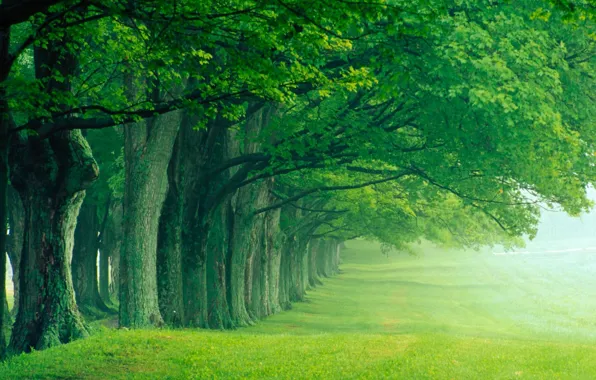 Картинка лето, деревья, туман, парк, тишина, утро, аллея