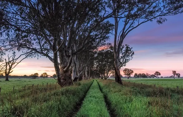 Картинка South Australia, Penola, Early Morning Light, Wheel Tracks