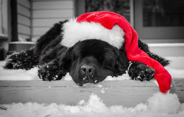 Картинка зима, снег, черный, шапка, собака, спит, ступеньки, окрас, красная, колпак, новогодняя