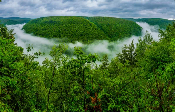 Картинка лес, небо, облака, деревья, туман, холм