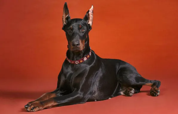 Картинка собака, Доберман, красный фон, порода