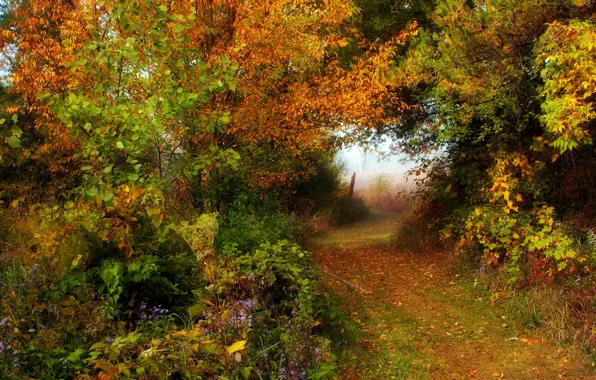 Картинка дорога, осень, лес, природа