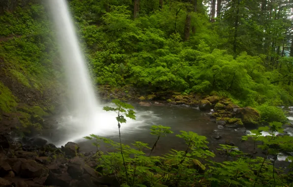 Картинка лес, водопад, поток, Орегон, Oregon, Columbia River, река Колумбия, Ponytail Falls