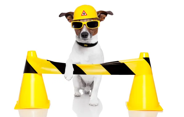 Картинка собака, юмор, желтые, очки, белый фон, шлем, Джек-рассел-терьер, дорожные конусы
