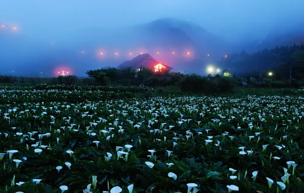 Картинка поле, цветы, горы, ночь, огни, туман, дом, калы