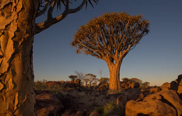 Картинка небо, деревья, пейзаж, закат, камни, Африка, Намибия