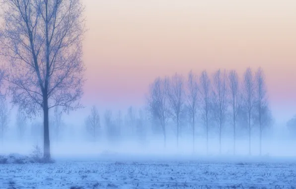 Картинка иней, поле, снег, деревья, закат, туман, сиреневый, розовый, голубой, Зима, дымка, сумерки