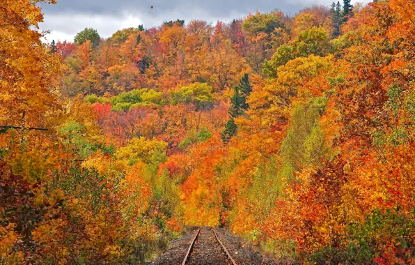 Картинка дорога, осень, лес, листья, деревья, рельсы, склон