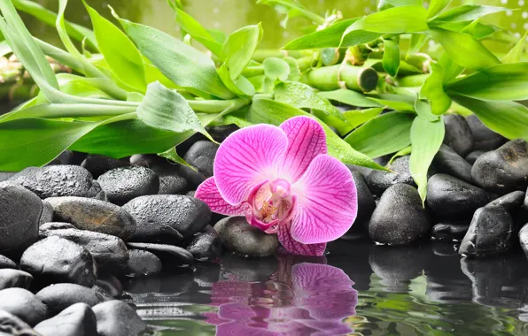 Картинка цветок, вода, отражение, камни, бамбук, орхидея, черные, orchid