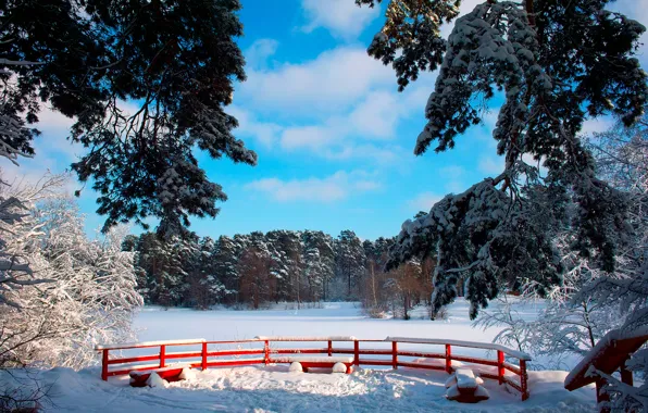 Картинка зима, небо, солнце, снег, деревья, ветки, парк, скамейки