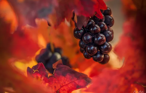 Картинка осень, листья, виноград, гроздь, боке