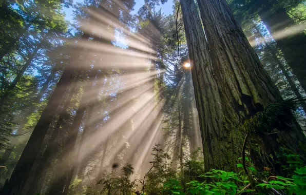 Картинка лес, солнце, лучи, свет, деревья, ветки, Природа, Калифорния, США, национальный парк Редвуд