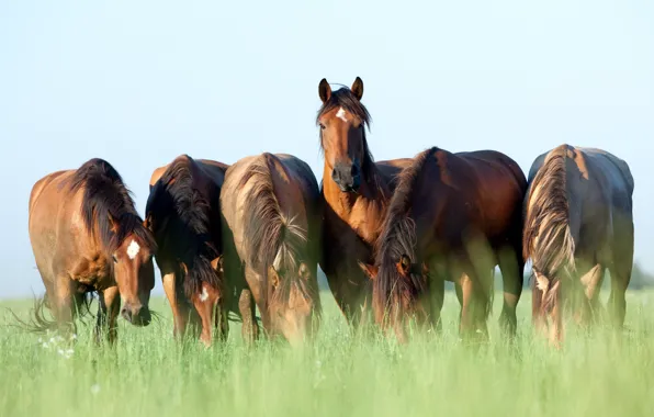 Картинка лето, небо, трава, кони, лошади, коричневые, шесть, обои от lolita777, пасутся