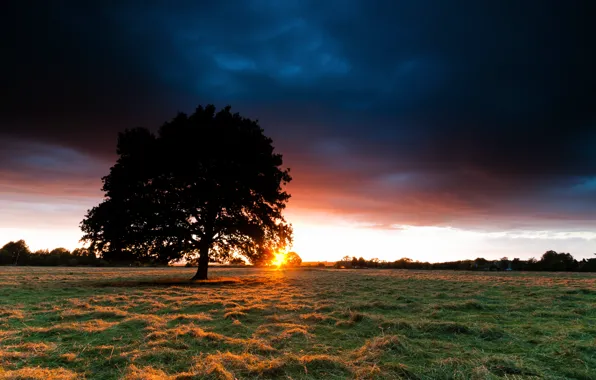 Картинка поле, небо, трава, солнце, закат, дерево, сено