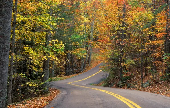 Картинка дорога, лес, листья, деревья, трасса, Осень, поворот, горка