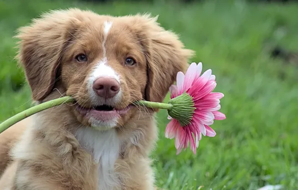 Картинка цветок, собака, щенок, Retriever