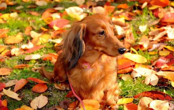 Картинка осень, листья, собака, прогулка
