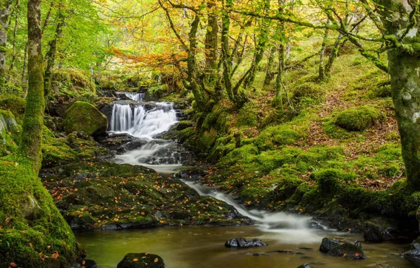 Картинка осень, лес, деревья, ручей, водопад, мох, Шотландия, речка, каскад, Scotland, Beechwood
