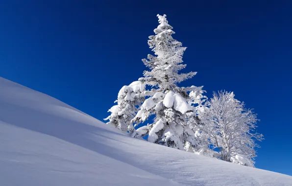 Картинка зима, небо, снег, дерево, ель, склон