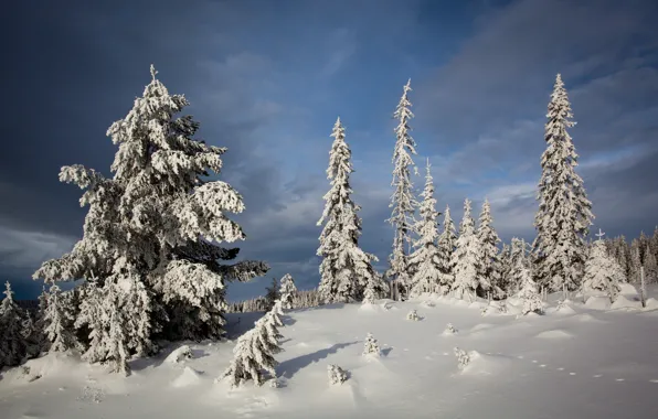 Картинка зима, снег, деревья, ели, Норвегия, сугробы, Norway, Лиллехаммер, Nordseter Fjellpark, Lillehammer