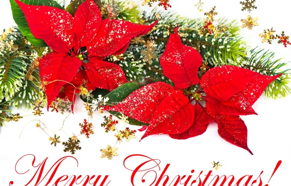Картинка снежинки, красный, праздник, Рождество, Новый год, Merry Christmas, ветка ёлки, пуансетия, рождественский цветок, Рождественская звезда