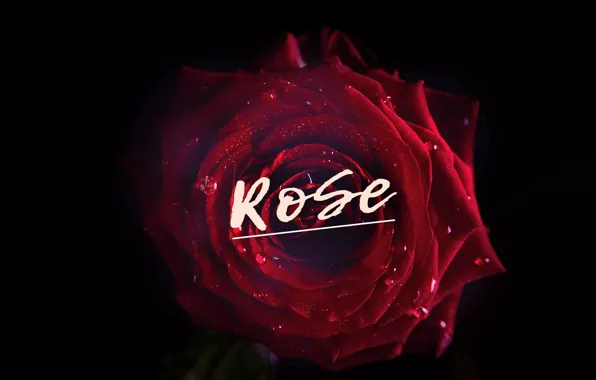 Картинка роза, rose, роза красная, art by Andron
