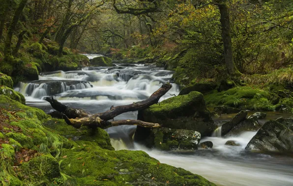 Картинка осень, лес, деревья, река, Англия, мох, Devon, пороги, England, Девон, Dartmoor National Park, Национальный парк …