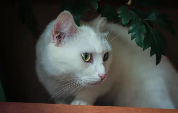 Картинка кошка, коты, белая, cat, кошка обои