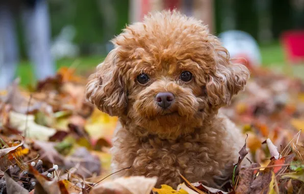 Картинка взгляд, листья, собака, щенок, пудель