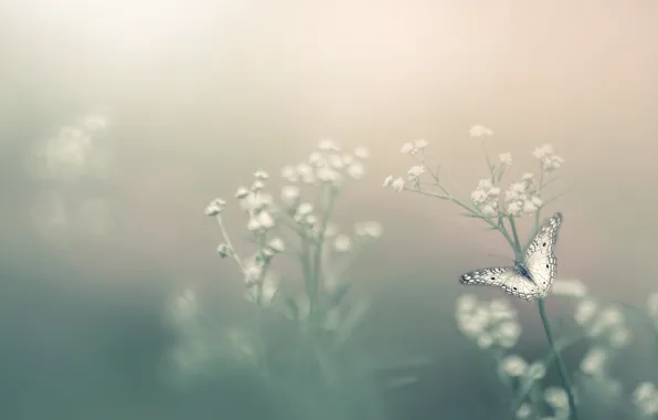 Картинка цветок, туман, бабочка, боке, Насекомое