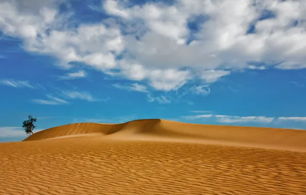 Картинка песок, облака, дерево, дюны, Испания, Spain, Канарские острова, Canary Islands