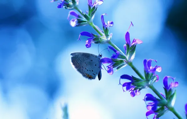 Картинка цветок, синий, блики, фон, бабочка