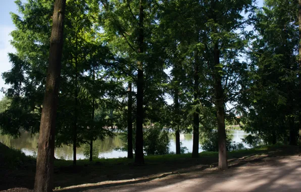 Картинка дорога, зелень, лето, деревья, озеро, green, Бельгия, summer, Nature, road, trees, lake, Пайри Дайза
