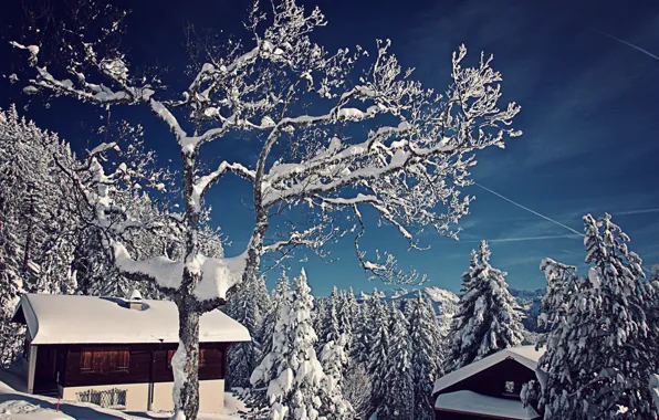Картинка зима, снег, деревья, природа, Швейцария, ели, домики, Switzerland