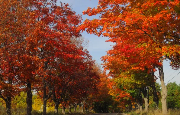 Картинка дорога, осень, листья, деревья