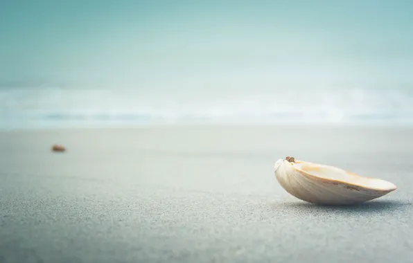 Картинка beach, sea, sand, bokeh, seaside, shell, clam, vongole