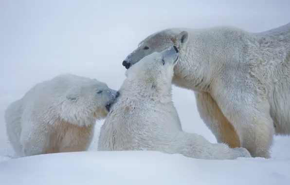 Картинка зима, снег, медведи, Аляска, белые медведи, полярные медведи