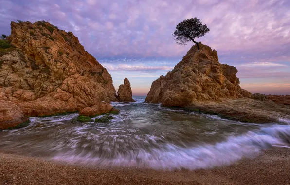 Картинка море, пляж, дерево, скалы, Испания