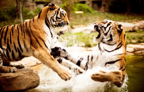Картинка вода, природа, тигры, animals, wallpapers