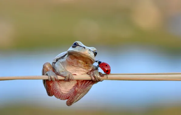 Картинка frog, freedom, kiss, ladybug, stalk, ladybird